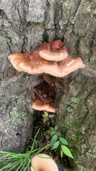 Ganoderma sessile