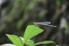 Pseudagrion