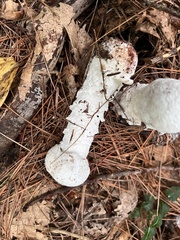 Hypomyces chrysospermus