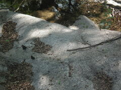 Pterocarya stenoptera