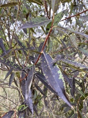 Salix euxina