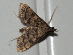 Crambidae
