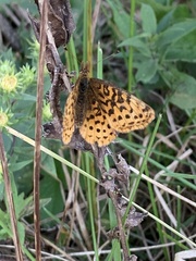 Boloria bellona
