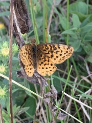 Boloria bellona