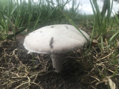 Agaricus campestris