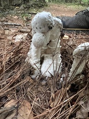 Hypomyces chrysospermus