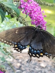 Papilio glaucus