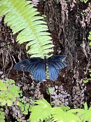Papilio lowii