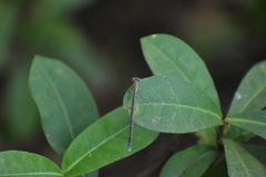 Pseudagrion