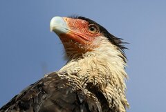 Southern Caracara photo 4