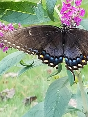 Papilio glaucus