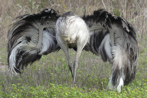 Greater Rhea, photo 8 of 10
