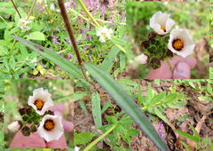 Sida linifolia