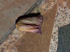 Spathodea campanulata