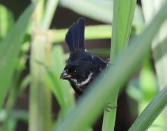 Sporophila corvina