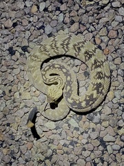 Crotalus ornatus