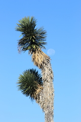 Yucca filifera