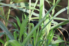 Sporophila corvina