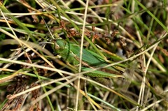 Omocestus viridulus
