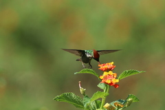 Lophornis magnificus