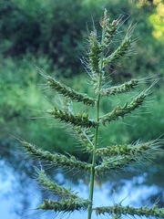 Echinochloa muricata