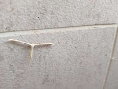 Pterophoroidea
