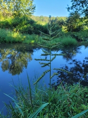 Echinochloa muricata