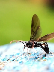 Myrmecina graminicola