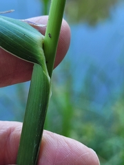 Echinochloa muricata