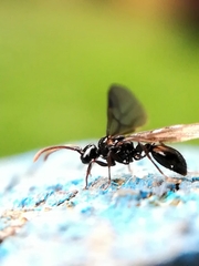 Myrmecina graminicola