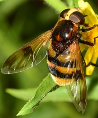 Volucella elegans