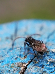 Myrmecina graminicola