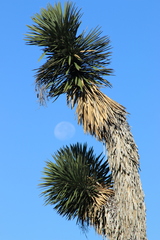 Yucca filifera
