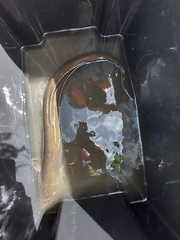 Anguilla dieffenbachii