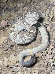 Crotalus ornatus