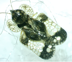 Corythucha associata