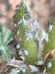Macrosiphini