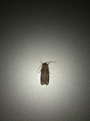 Spodoptera litura
