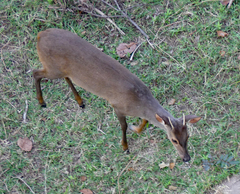 Mazama gouazoubira