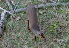 Mazama gouazoubira