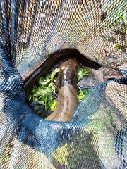 Anguilla dieffenbachii