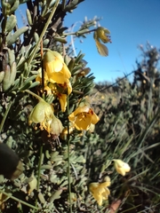 Roepera lichtensteiniana