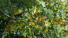 Acer monspessulanum