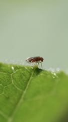 Drosophilidae