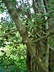 Pithecellobium unguis-cati