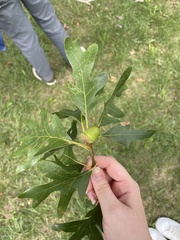 Quercus alba