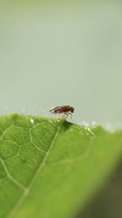 Drosophilidae