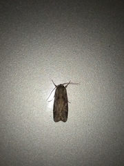 Spodoptera litura