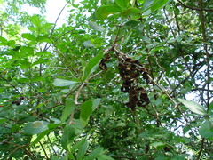 Pithecellobium unguis-cati