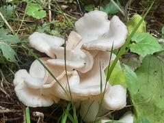 Leucocybe connata